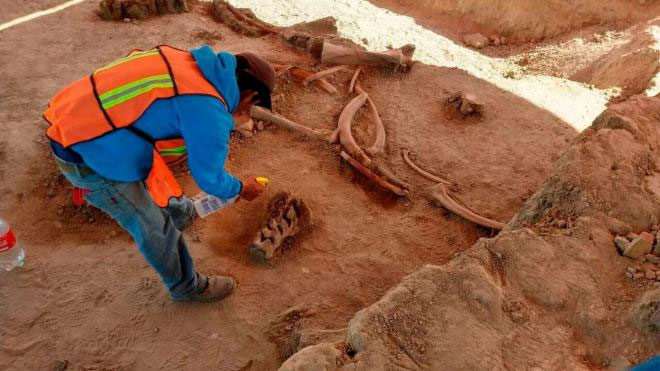 Picture 1 of Construction of the airport, suddenly discovered dozens of mammoth skeleton