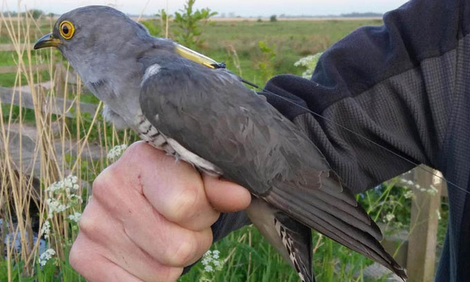 Cuckoo birds set a flight record of 6,500km in a week Picture 1