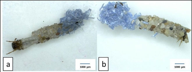 Picture 2 of Detecting insects helps people collect plastic waste