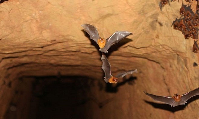 Picture 1 of Detects 7 new strains of corona virus in African bats