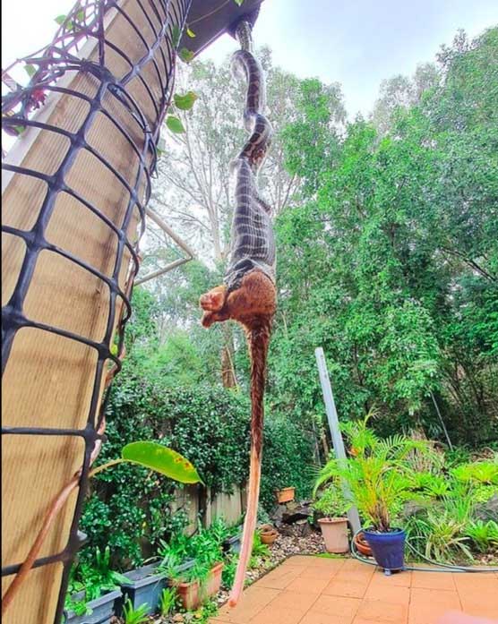 Picture 1 of Diamond pythons are eaten alive and devoured large mink possum