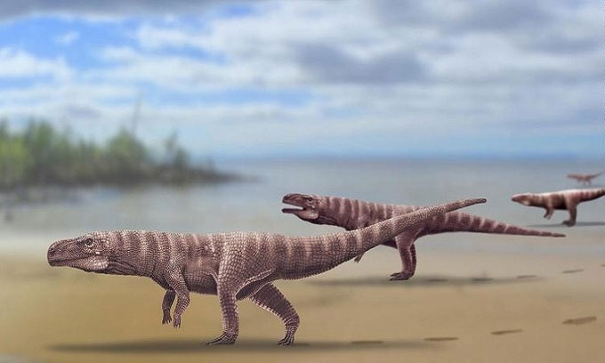 Picture 1 of Discover a prehistoric crocodile 3m long walk on two feet