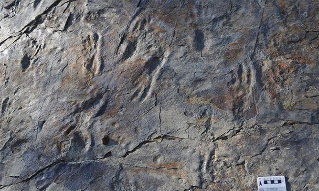 Picture 2 of Discover a prehistoric crocodile 3m long walk on two feet