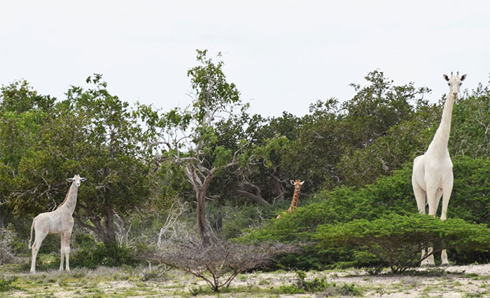 Picture 1 of Discover rare white giraffe in Kenya