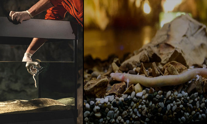 Picture 1 of 'Dragon baby' first public debut