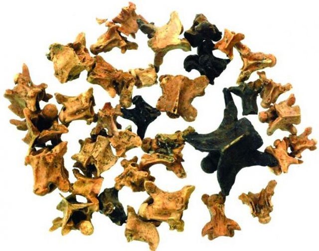 Picture 1 of Evidence found humans ate snakes 15,000 years ago