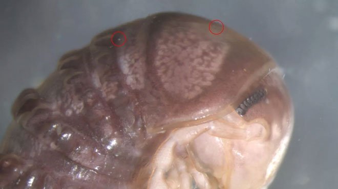 Picture 1 of Find new parasites while surfing Twitter