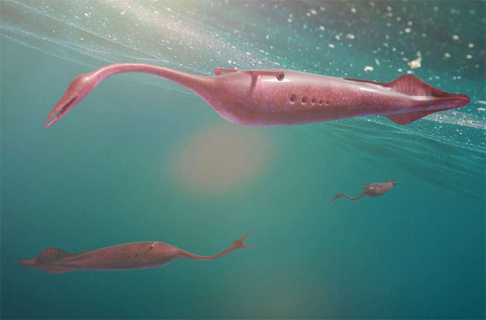 Picture 1 of Find out the answer to the mystery of ancient Tully monsters