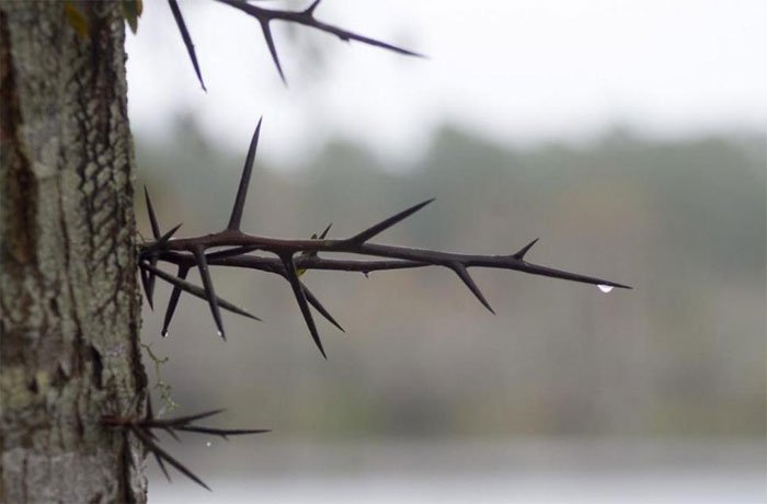 Find out the origin of thorns on plants Picture 1