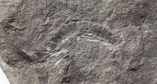 Found the oldest fossil beetle in the world Picture 1
