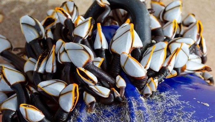 Goose neck snails - Seafood prices 'exorbitant' only for the rich Picture 3