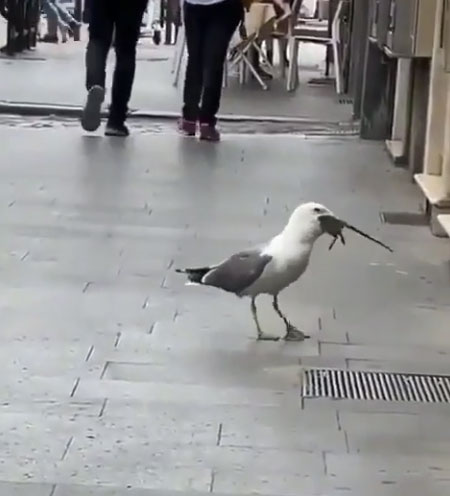 Picture 1 of Gulls devour rats on the street in a single note