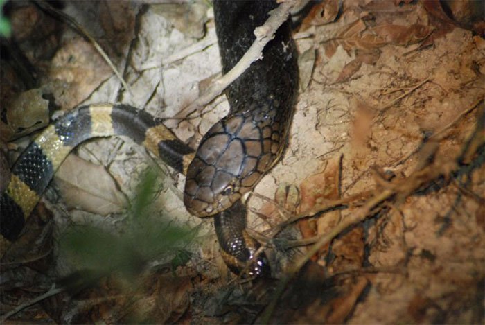 Picture 1 of Having venom 15 times higher than that of a king's cobra, the scorpion is still killed and eaten as usual