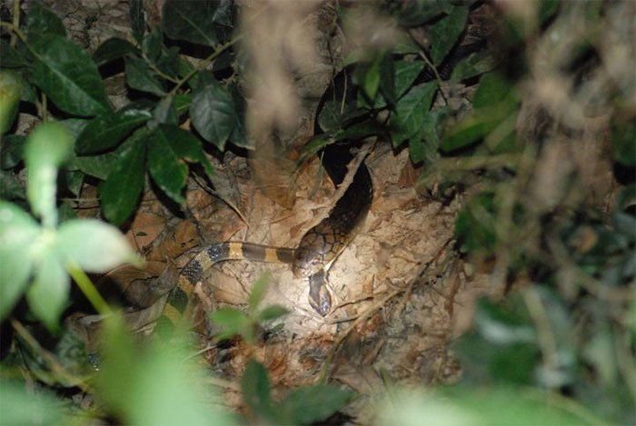 Picture 2 of Having venom 15 times higher than that of a king's cobra, the scorpion is still killed and eaten as usual