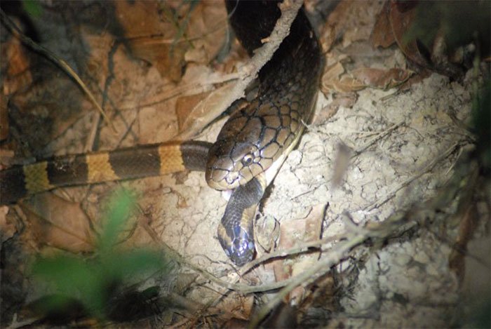 Picture 3 of Having venom 15 times higher than that of a king's cobra, the scorpion is still killed and eaten as usual