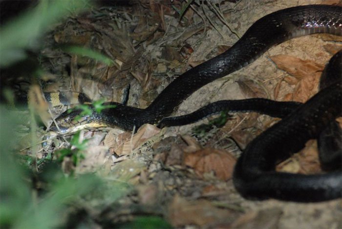 Picture 4 of Having venom 15 times higher than that of a king's cobra, the scorpion is still killed and eaten as usual