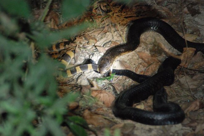 Picture 5 of Having venom 15 times higher than that of a king's cobra, the scorpion is still killed and eaten as usual