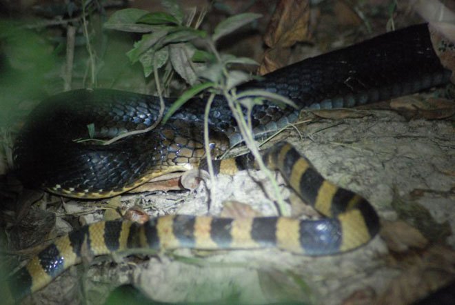 Picture 6 of Having venom 15 times higher than that of a king's cobra, the scorpion is still killed and eaten as usual
