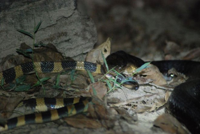 Picture 7 of Having venom 15 times higher than that of a king's cobra, the scorpion is still killed and eaten as usual