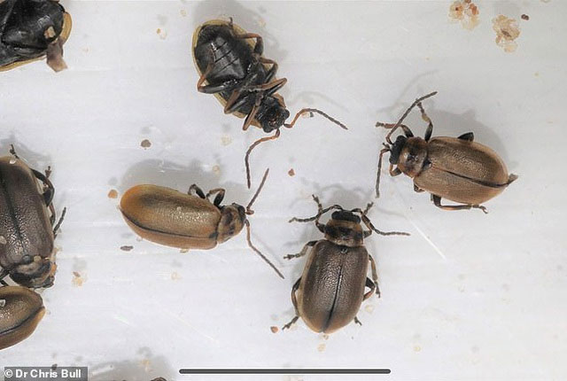 Picture 4 of 'Horrified' at the sight of millions of black covered insects on the beach