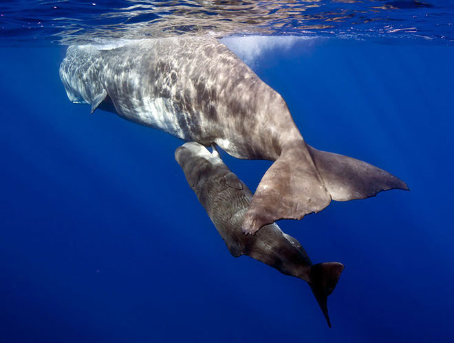 How do whales survive and breastfeed in the ocean?