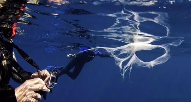 Picture 10 of How do whales survive and breastfeed in the ocean?