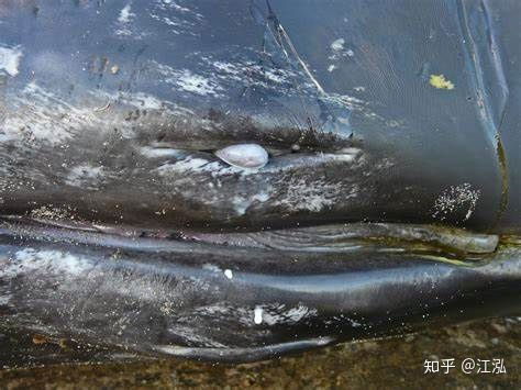 Picture 6 of How do whales survive and breastfeed in the ocean?