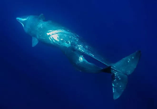 How do whales survive and breastfeed in the ocean?