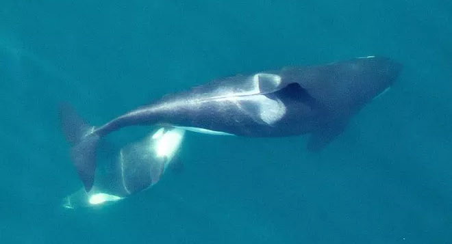 Picture 8 of How do whales survive and breastfeed in the ocean?