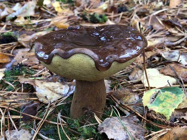 Picture 11 of How has nature fooled humans?