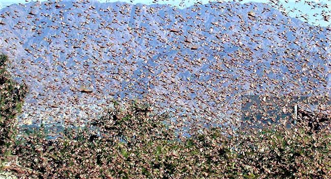 Picture 2 of How scary are locusts?