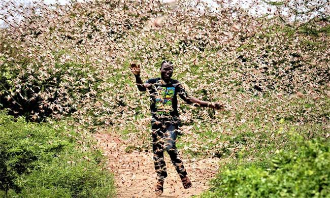 Picture 3 of How scary are locusts?