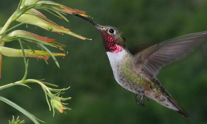 Picture 1 of Hummingbirds can see the color 'invisible'