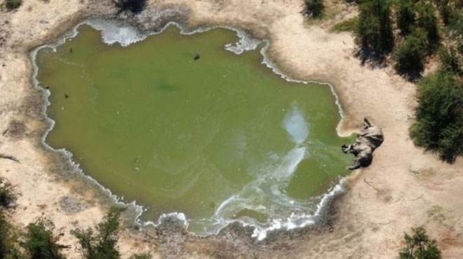 Picture 3 of Hundreds of elephants died mysteriously, unprecedented catastrophes caused scientists to panic