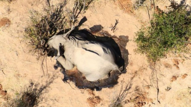 Picture 4 of Hundreds of elephants died mysteriously, unprecedented catastrophes caused scientists to panic