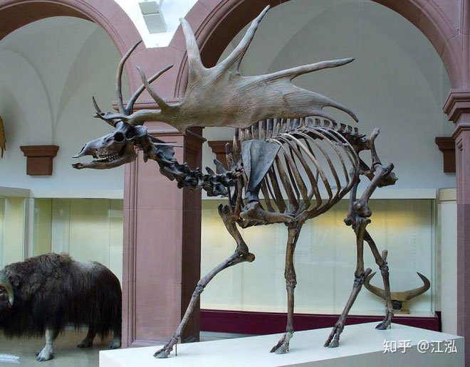 Picture 4 of Is Thranduil's mount in The Hobbit real?