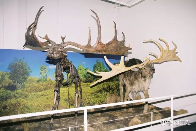 Picture 5 of Is Thranduil's mount in The Hobbit real?
