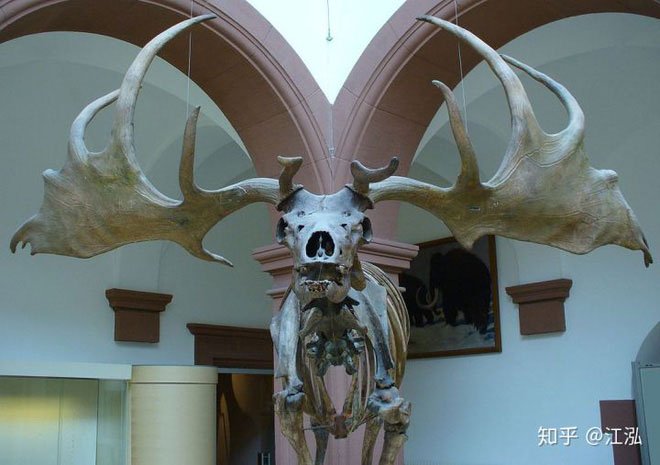 Picture 6 of Is Thranduil's mount in The Hobbit real?