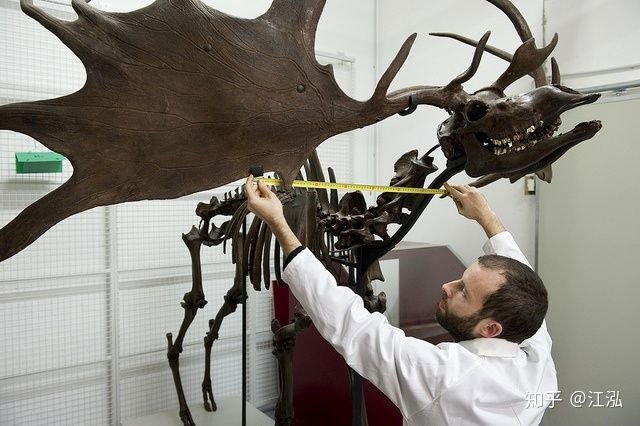 Picture 7 of Is Thranduil's mount in The Hobbit real?
