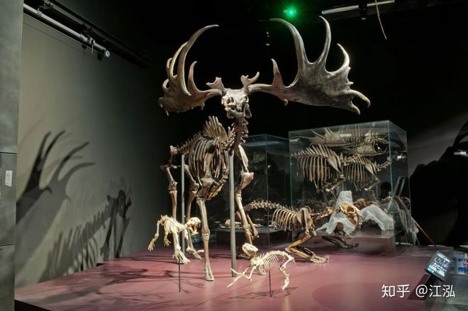 Picture 9 of Is Thranduil's mount in The Hobbit real?