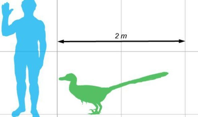 Picture 3 of Jurassic Park movie was wrong: Velociraptor dinosaurs didn't hunt in groups