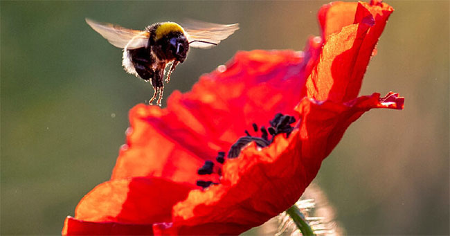 Picture 1 of Just by small actions, bees make scientists surprised by high IQ