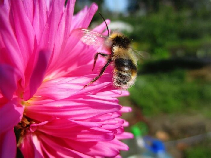 Picture 2 of Just by small actions, bees make scientists surprised by high IQ