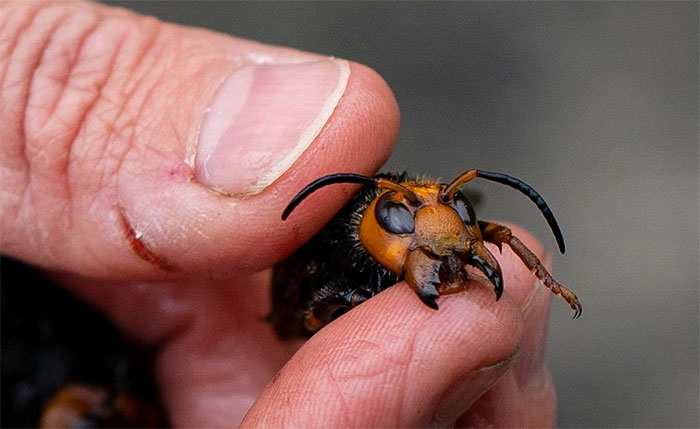 Picture 4 of Killer killer wasps to the USA - A beekeeper's nightmare