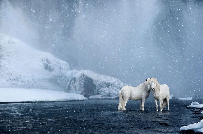 Picture 5 of Legendary horse breeds on icy islands