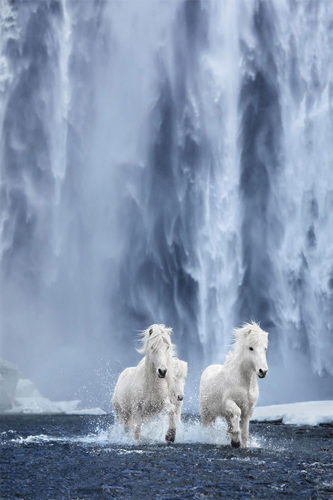 Picture 6 of Legendary horse breeds on icy islands
