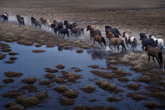 Picture 7 of Legendary horse breeds on icy islands