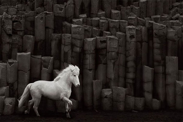 Picture 8 of Legendary horse breeds on icy islands