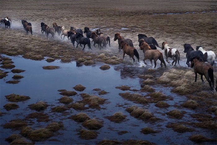 Picture 9 of Legendary horse breeds on icy islands