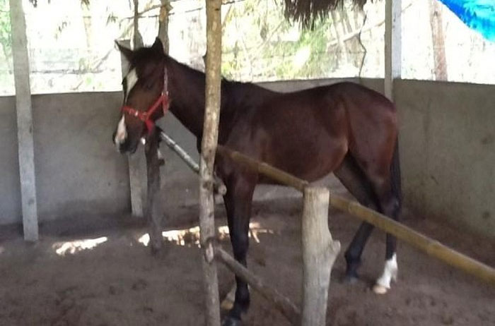Picture 1 of Little known thing about 'famous' horses in the Vietnam War